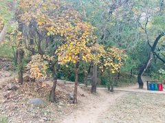 -北京西山国家森林公园