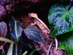 -酷以爬仙阁实体爬宠店·守宫·蜥蜴·专业繁育