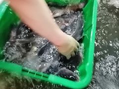 -新农都水产市场