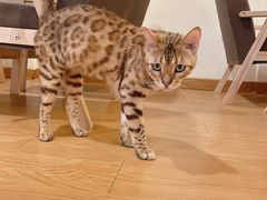 -猫にゃん · 猫的隐藏屋猫咖(麦地旗舰店)