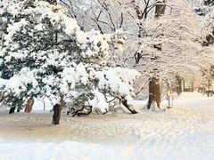 -北海道厅旧本厅舍(旧本庁舎)