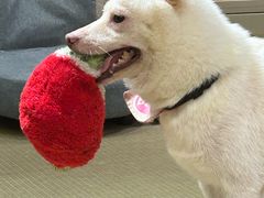 -逗柴咖啡屋·狗咖猫咖宠物桌游
