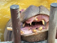 -常州淹城野生动物世界