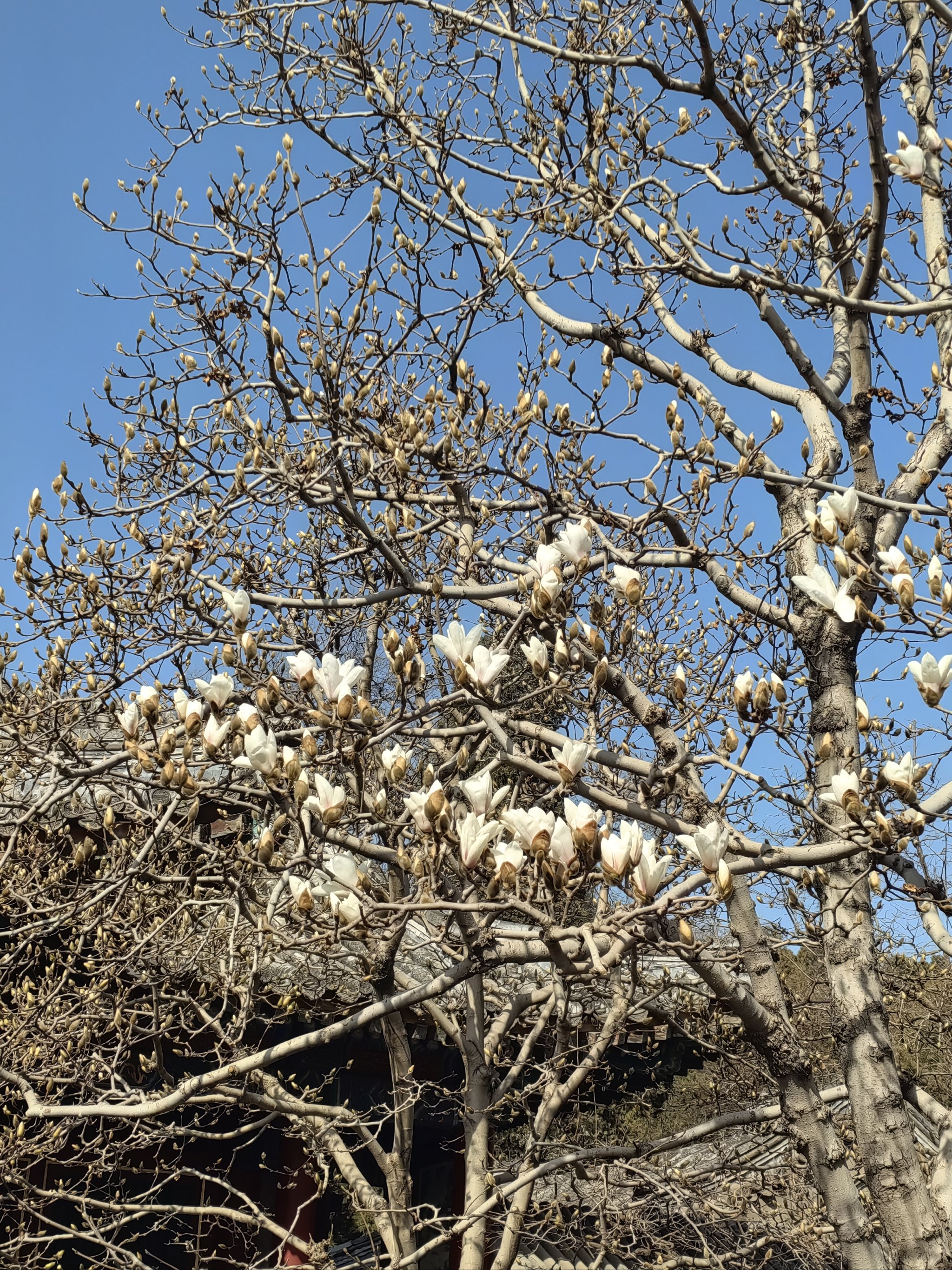 颐和园玉兰花典故图片