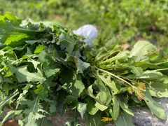 -呼吸森林·生态农庄农家乐私房菜