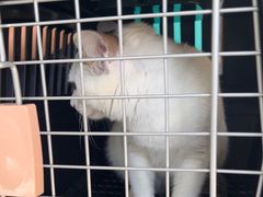 -乐琪宠物医院·犬猫专科·骨外科·急重症