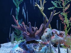 -上海海洋水族馆
