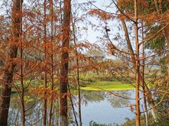 -桤木河湿地公园