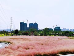 -王借岗森林公园