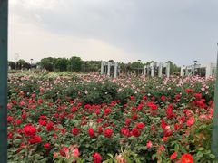 -石家庄市植物园