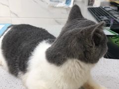 -萌兽医馆·宠物医院·猫骨科(创景店)