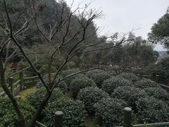 -十八棵（老龙井）御茶园(老龙井店)