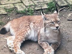 -青藏高原野生动物园
