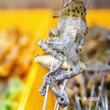 有证的养殖林蛙，你吃过了吗？ | 乐趣小炉子烧烤