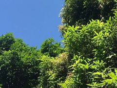 -东莞植物园