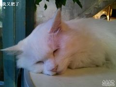 -Babycat私家御饼屋(龙头路一店)