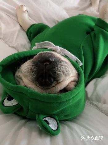 给养牛家长的一些建议|新手养法斗的注意事项️