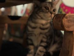 -more than meow吴止猫主题餐厅(承德 中船汇店)