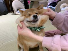-逗柴咖啡屋·狗咖猫咖宠物桌游