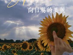 -花开海上生态园