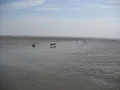 -碧海金沙