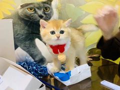 -欣宠猫屋·矮脚拿破仑·蓝金金渐层