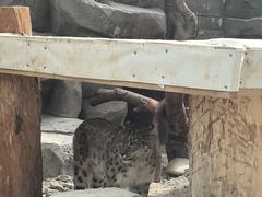 -青藏高原野生动物园