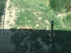 -新疆天山野生动物园