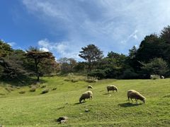 -神户市立六甲山牧场