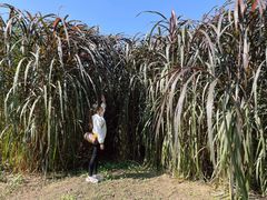 -桤木河湿地公园