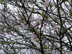 -八大山人梅湖景区