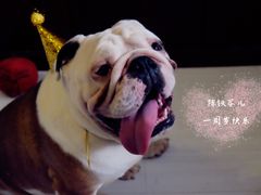 -百好乐宠物友好餐厅(朝外大街店)