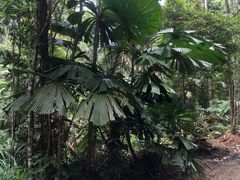 -热带雨林自然公园