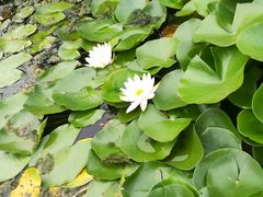 -燕郊植物园