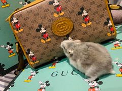 -Gucci(北京SKP店)