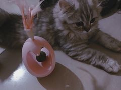 -芭比堂动物医院·犬猫全科·异宠专科(雁塔分院)