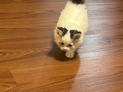 -楼上猫咖(罗湖店)