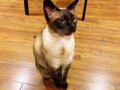 -猫友咖啡店(玉林西路店)