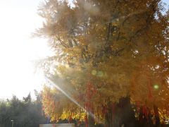 -终南山古楼观历史文化景区