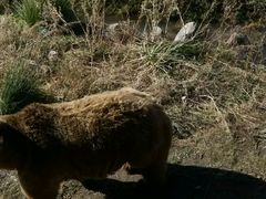 -新疆天山野生动物园