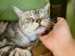 -猫猫幼稚园·撸猫·桌游·电玩