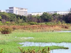 -华侨城湿地公园