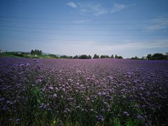 -紫颐香薰山谷景区