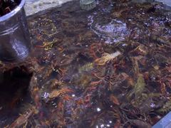-聚盛源蒸汽海鲜火锅烤肉自助(巨川金海岸购物广场店)