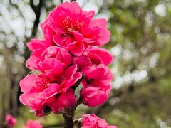 -桃花涧