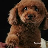 直到把它抱上来说拍几张照片发给它亲妈看看