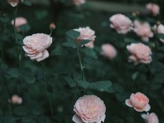 -谷咖啡·鲜花绿植花园餐厅