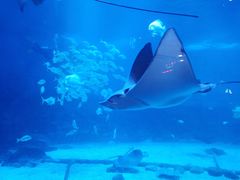 -烟台海昌鲸鲨海洋公园