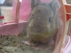-北京观赏动物医院·24小时大型综合·猫专科·异宠专科