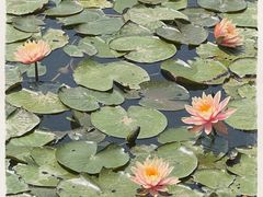 -荔枝公园(福田区)